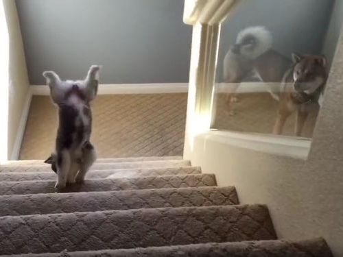 ハスキーの子犬と階段05