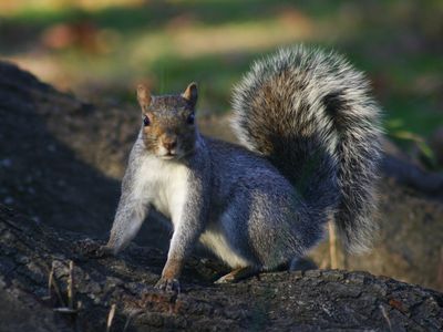 リス退治で火事00