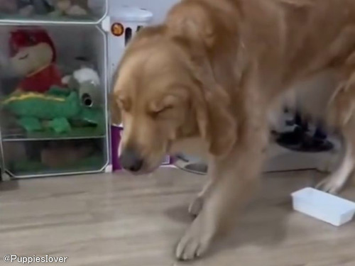 おやつを盗もうとしてバレちゃった犬…目をつむって存在を消そうとする