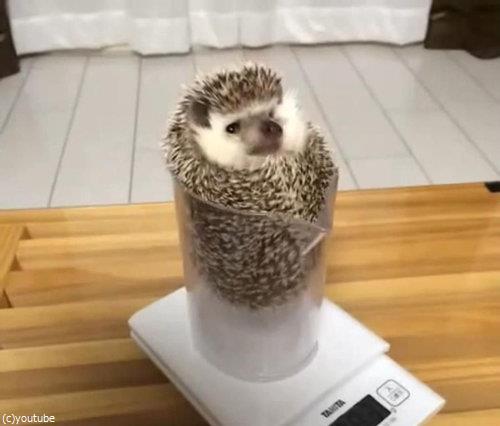ハリネズミの体重01