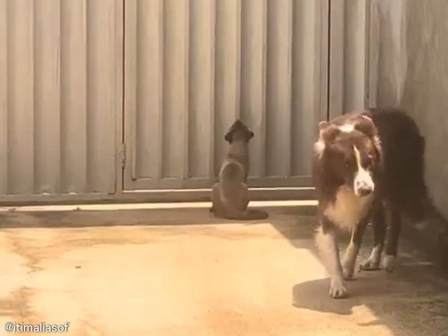 「牧羊犬は猫の管理もしてくれるのか…」優秀過ぎるボーダーコリー