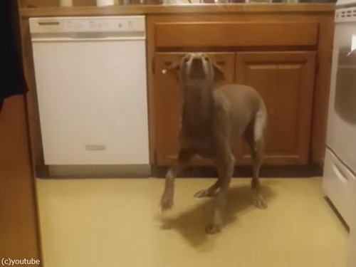 「ほとんどしゃべってる!?」ごはんを要求する犬が表現豊かに（動画）