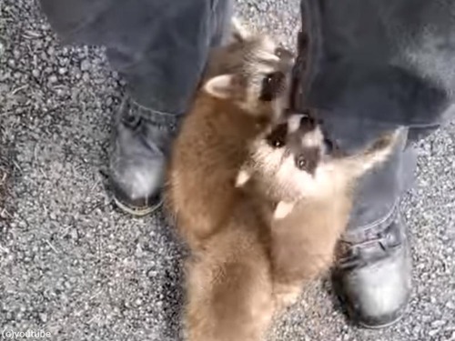 アライグマの赤ちゃんのリハビリ