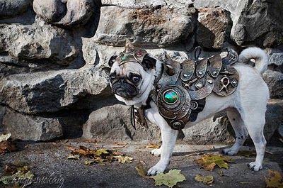 パグ・コスチューム06