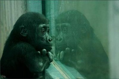 達観したような渋い、風格のある動物16