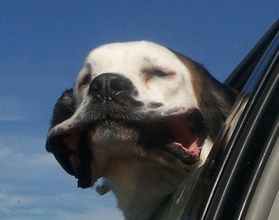 車の風と犬01