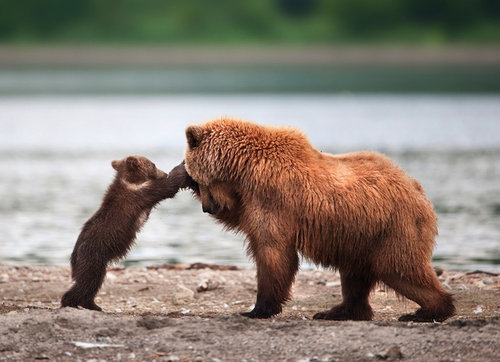 人間みたいなクマ01