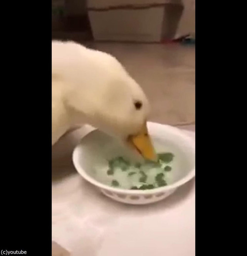 アヒルの食べる速度05