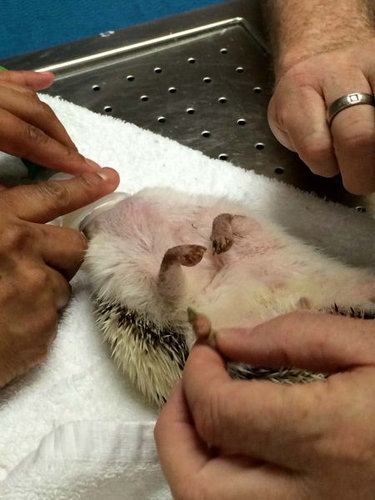 ハリネズミと麻酔05