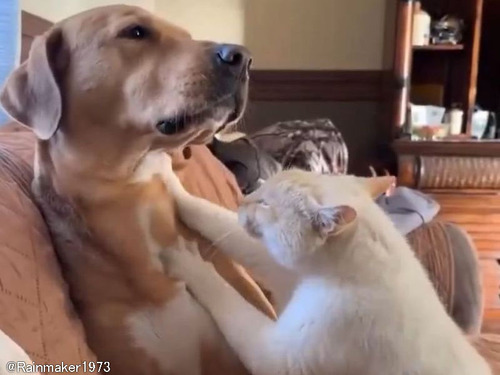ラブラブの猫と犬がお互いにマッサージのテクニックを披露する