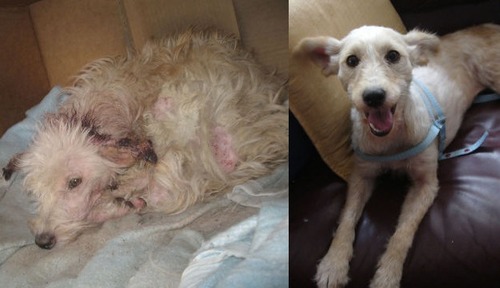 救助された犬や猫04