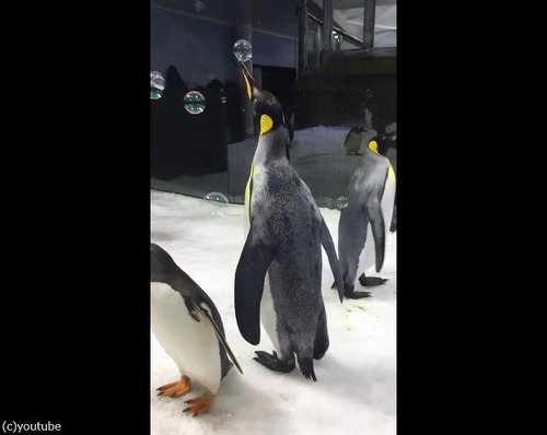 シャボン玉で遊ぶぺんぺん01