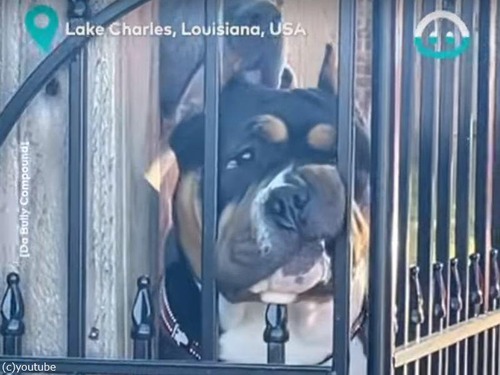 犬「それでも外が見たい！」柵のすき間に顔をねじ込む（動画）