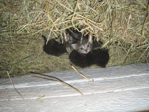ニワトリが子猫4匹を温めてた…03