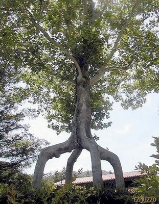 世界の奇妙な木07