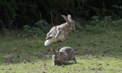 うさぎ飛び跳ね12