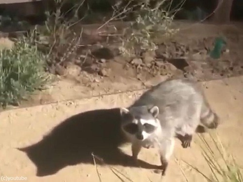 あせったアライグマが自然にふるまおうとすると こうなる らばq