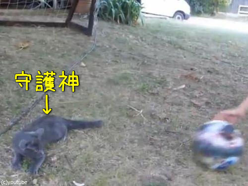 世界最高のゴールキーパー猫00