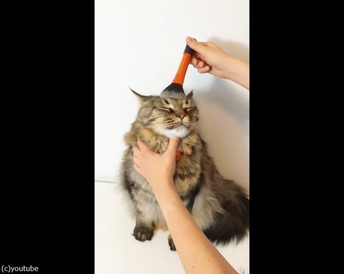 �֥饷�˥��åȥ�Ĥ�ǭ����01