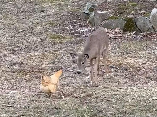 ニワトリと仲良くなりたい1歳の子鹿、おそるおそる近づくも…（動画）