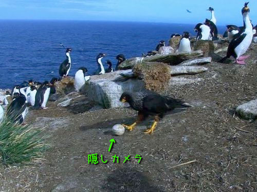 卵カメラと鳥 02