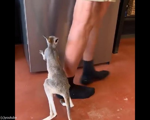 ī���Ϥ�򤪤ͤ��ꤹ���֤���󥫥󥬥롼02