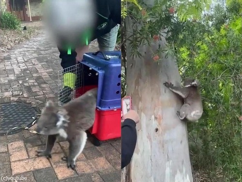 ����Υ��ꥹ�ޥ��ĥ꡼�˥����餬�ФäƤ���02