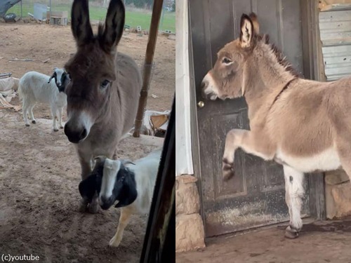ドアをコンコンとノックするロバ