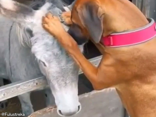 「これほどアツアツなロバと犬の関係は見たことがない…」気の合う2匹