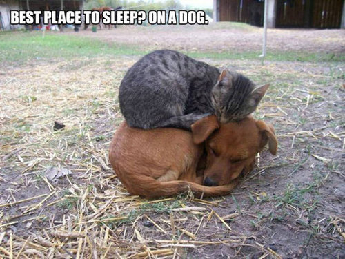 おかしな猫たち16