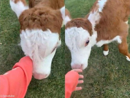 飛び跳ねる子牛04