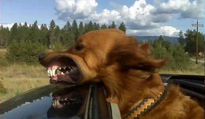 車の風と犬13