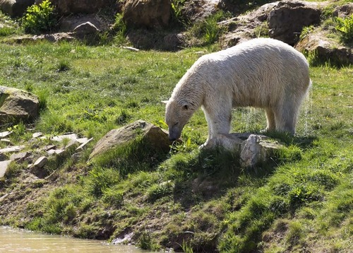 シロクマの失敗03