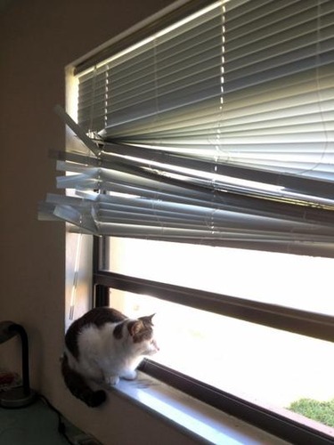 うちの猫が鳥を見るとき02