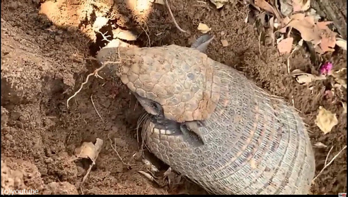 ����ޥ������ĸ�������ޤäƤ���03