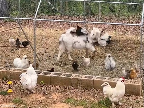 ��ưʪ��������!�ץ��Ф������4���Υ˥�ȥ��褻���⤭��äƤ���