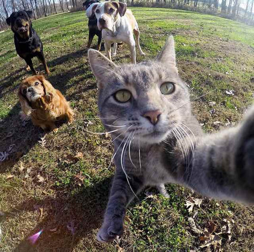 自分撮りが好きな猫 犬たちを引き連れて撮影する 写真いろいろ らばq 自分撮りが好きな猫 犬たちを引き連れて撮影する 写真いろいろ らばq