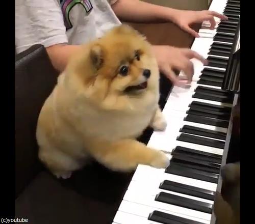 �����θ��ϥԥ��˥���02