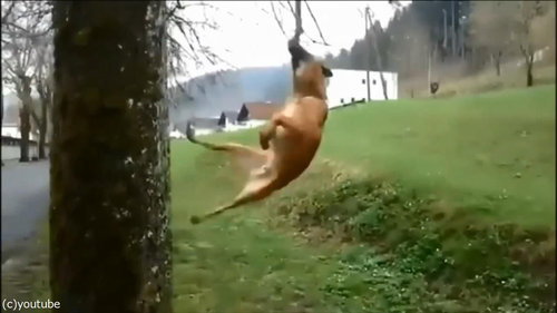 犬のダイナミックなひとり遊び06