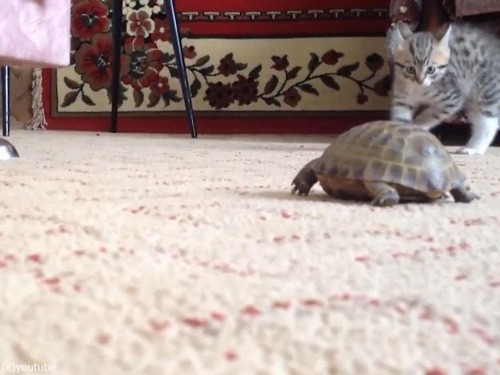 ��ǭvs�ҵ�04