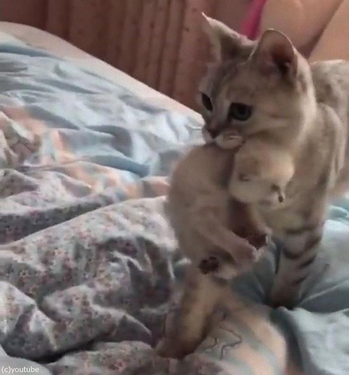 6匹の子猫を生んだママの行動01