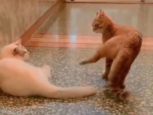 「これは…ネコキック!?」後ろ足で攻撃する猫がいた