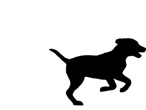 家出した犬00