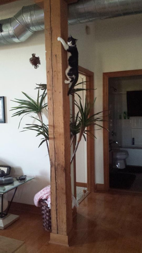 前世は別の動物だったであろう猫01