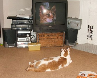猫の番組を見つめる猫05
