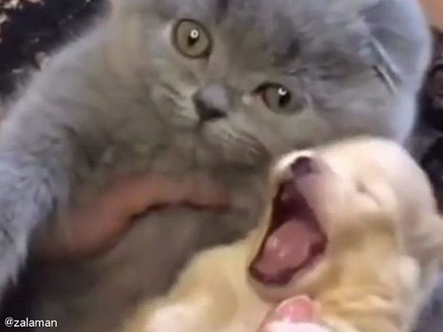 小さな子犬と子猫を向き合わせてみたら…ギュッとハグ