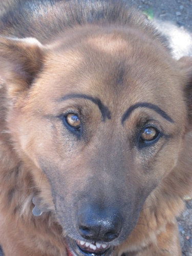 ものすごく表情豊かになった まゆげ犬 たちの写真21枚 らばq ものすごく表情豊かになった まゆげ犬 たちの写真21枚 らばq