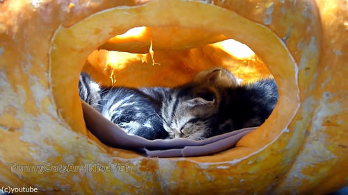 かぼちゃが猫ホイホイ06