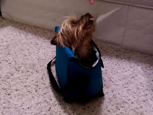 ランチボックス好きの犬01