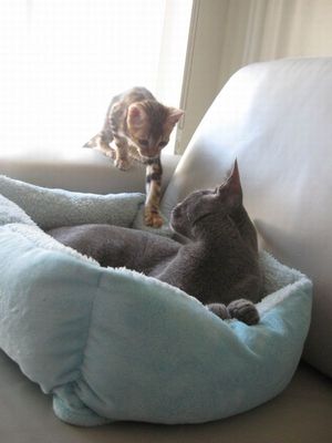 猫の場所取り05